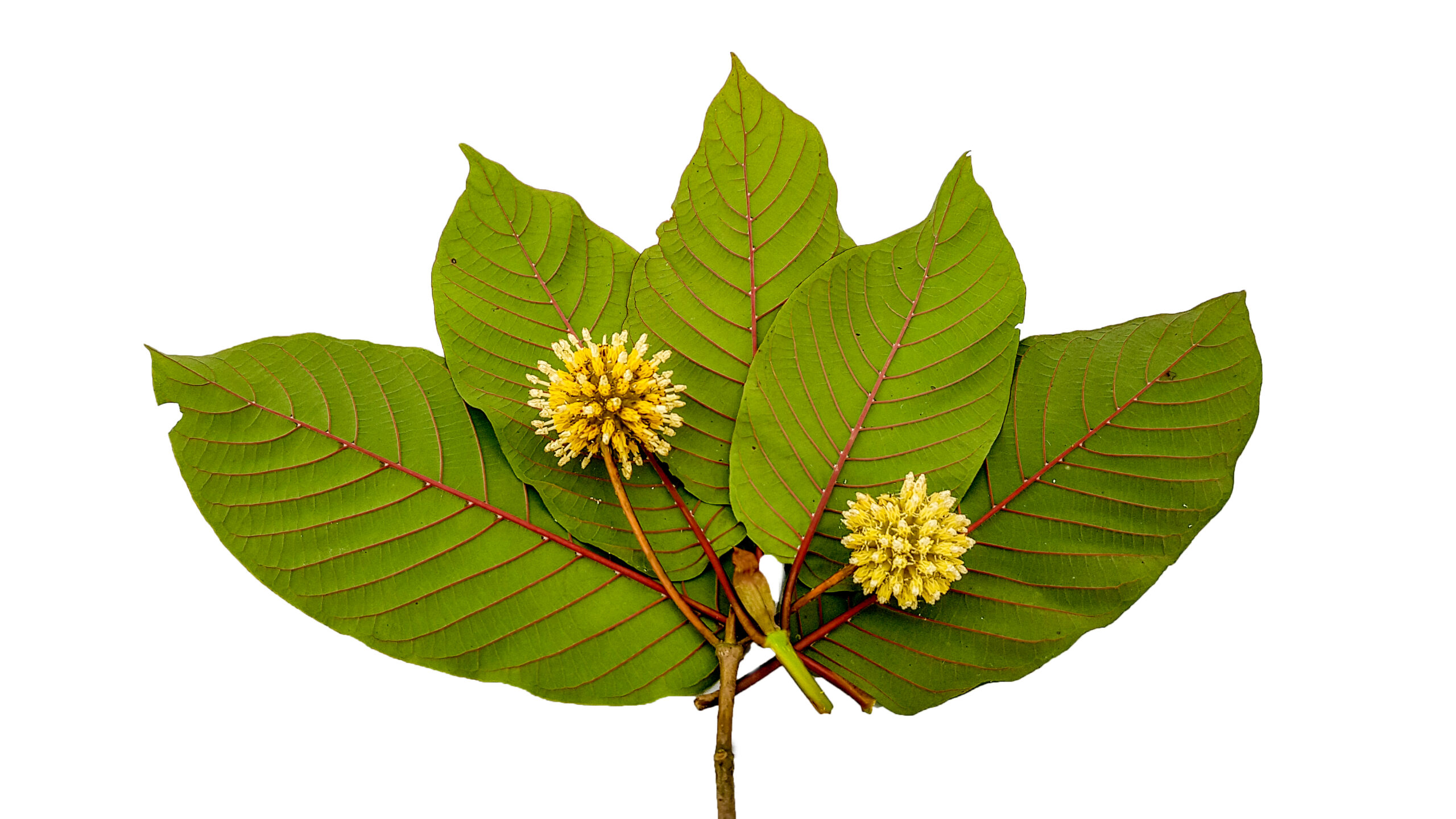 Which is the strongest kratom – Super Green Malay or Maeng Da?