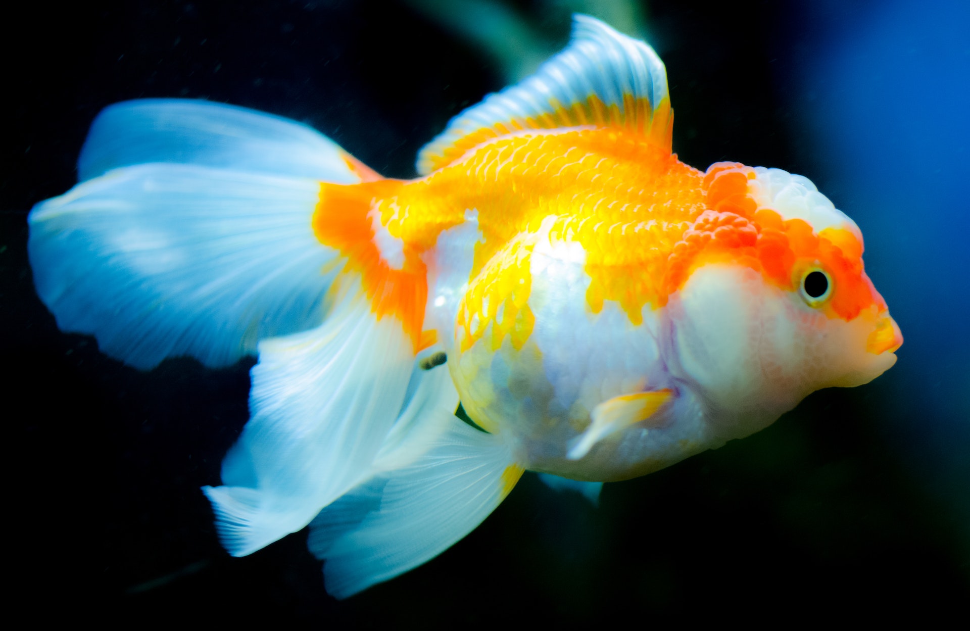 The Ultimate Guide to Identifying Your Betta Fish as a Yellow Hellboy