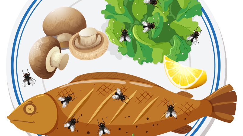 Unveiling the Mystery: How Rocks and Insects Found Their Way into Trader Joe’s Food Products