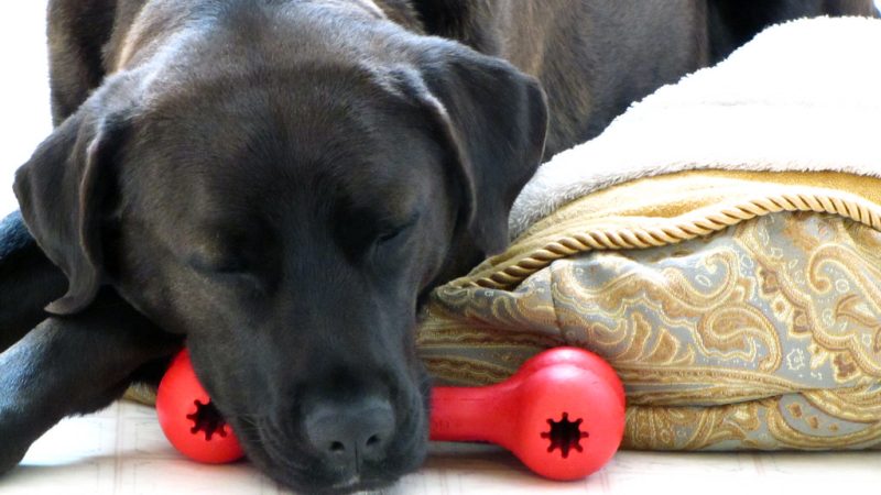 Battle of the Chewers: The Top 10 Dog Toys for Tough Canines