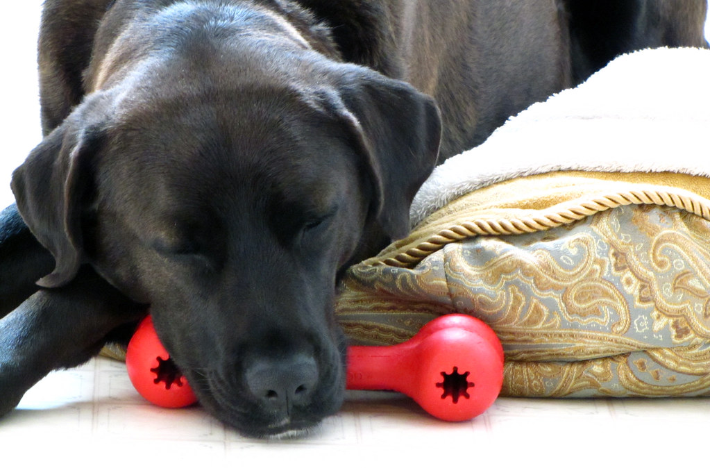 Battle of the Chewers: The Top 10 Dog Toys for Tough Canines