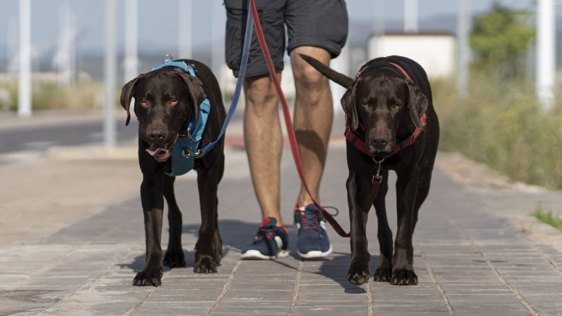 Why Every Dog Owner Needs to Invest in the Ultimate Dog Harness Bundle