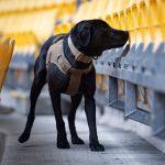 Adjustable Dog Life Jacket