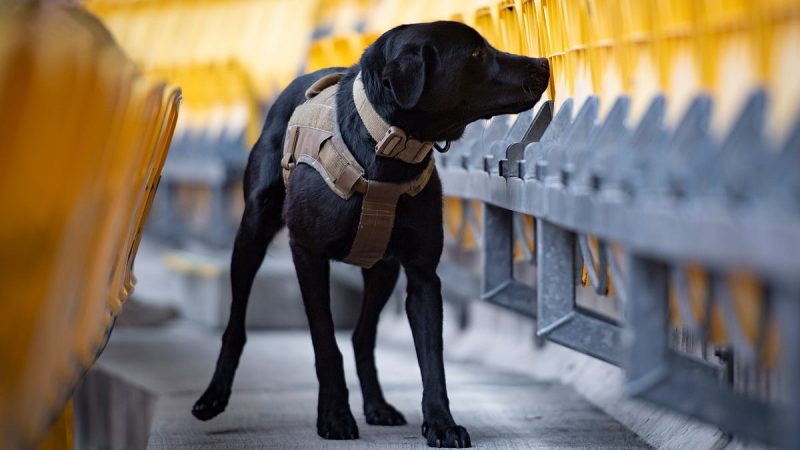 Safe and Stylish: Adjustable Dog Life Jacket for Swimming and Care Tips for Your Dog’s Coat